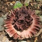 Amorphophallus paeoniifolius 花