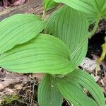 Cypripedium parviflorum ഇല