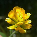 Trifolium patens Kvet