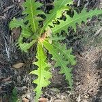 Sonchus congestus Frunză