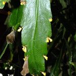 Rhipsalis elliptica Lehti