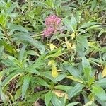 Valeriana lecoqii Blad