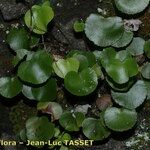 Adiantum reniforme Vivejo