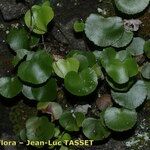 Adiantum reniforme Habitat