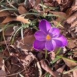 Crocus neapolitanus Flors