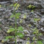 Thalictrum macrocarpum Alkat (teljes növény)