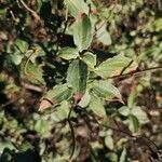 Cistus laurifolius Лист