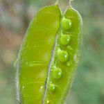 Lupinus formosus Fruto