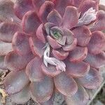 Echeveria pulidonisЛисток