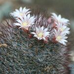 Mammillaria crinita Flower
