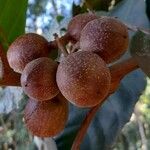 Guarea kunthiana Fruit