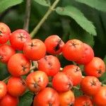 Sorbus aucupariaFrutto