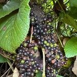 Vitis tiliifolia Fruit