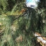 Casuarina equisetifolia Leaf