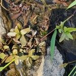 Ludwigia palustrisBlatt