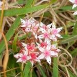 Sedum anglicum Çiçek