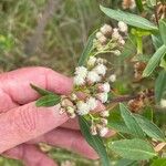 Baccharis salicina Çiçek
