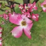 Cornus floridaFlower