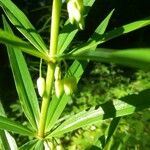 Polygonatum multiflorumBlad