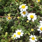 Anthemis secundiramea Hábitos