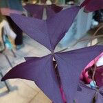 Oxalis triangularis Virág
