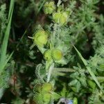 Cynoglossum dioscoridis Fruit