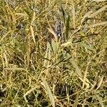 Salix exigua Листок