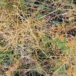 Cuscuta campestris Λουλούδι