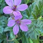 Erodium acaule Flor