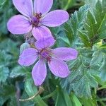 Erodium acaule Λουλούδι