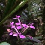 Arnottia mauritiana Flor