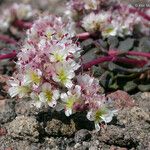 Calyptridium umbellatum ᱵᱟᱦᱟ