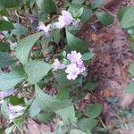 Strobilanthes cusia 花