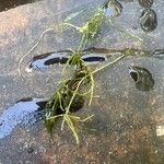 Zannichellia palustris Yaprak