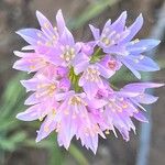 Allium roseum Blüte