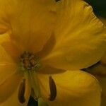 Senna septemtrionalis 花