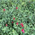 Salvia microphylla ᱥᱟᱠᱟᱢ