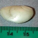 Chrysophyllum venezuelanense Otro