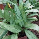 Aglaonema robeleynii ᱥᱟᱠᱟᱢ