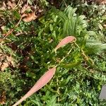 Asclepias tuberosaFlower