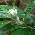 Mespilus germanica Flower