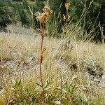 Potentilla valderia Fula