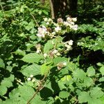 Rubus bifrons Fiore