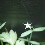 Stellaria alsine Blüte