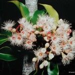 Syzygium multipetalum ᱵᱟᱦᱟ