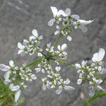 Tordylium aegyptiacum Flower