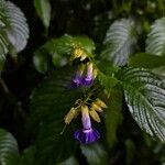 Rhynchoglossum azureum Floare