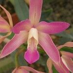 Phaius tankervilleae Квітка