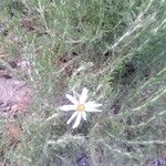 Chiliotrichum diffusum Květ