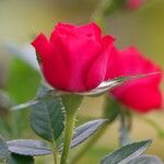 Rosa pendulina Flor